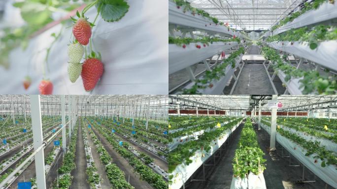 4K航拍草莓种植大棚航拍