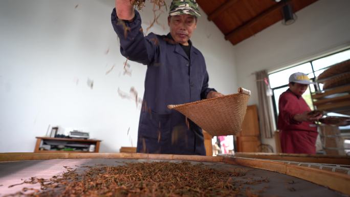 浙江绍兴茶农制作红茶发酵干燥原素材
