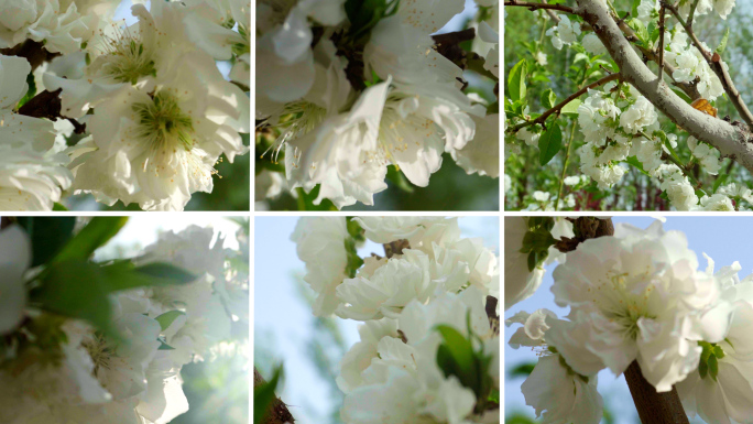 春天白色梨花盛开
