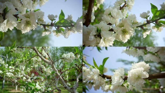 春天白色梨花盛开