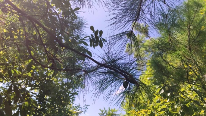 松果松树空镜头