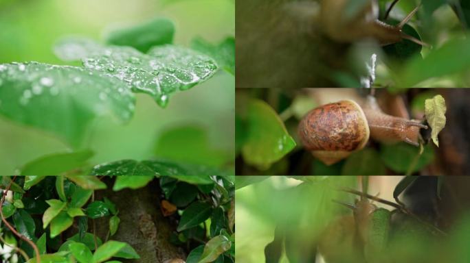 清明时节雨后树林树叶蜗牛特写4k雨后空镜