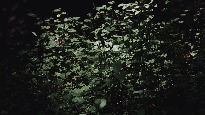 4k 暗调光影植物合集 暗背景绿植花草