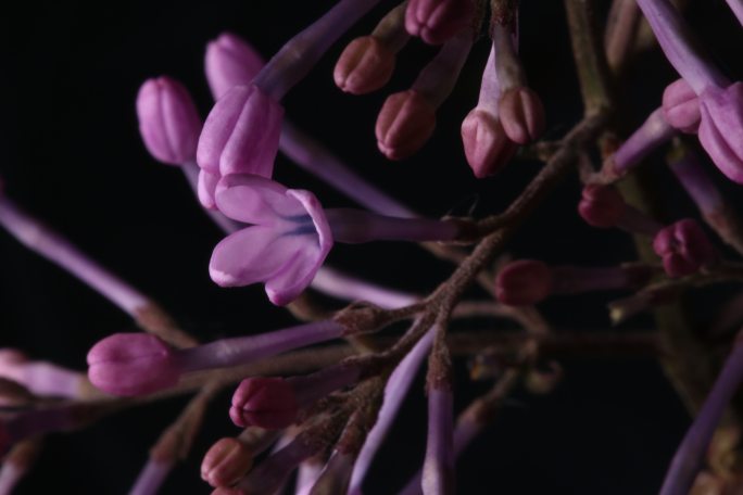 丁香花开花延时、紫丁香开花延时