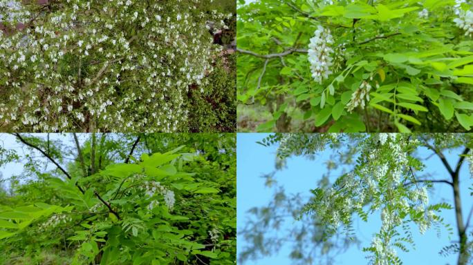 洋槐花 槐树花 洋槐花开春天空镜刺槐树