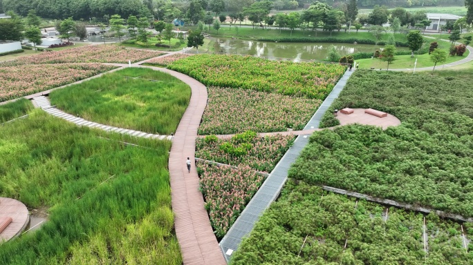 【4K60】航拍深圳龙华观澜河湿地公园