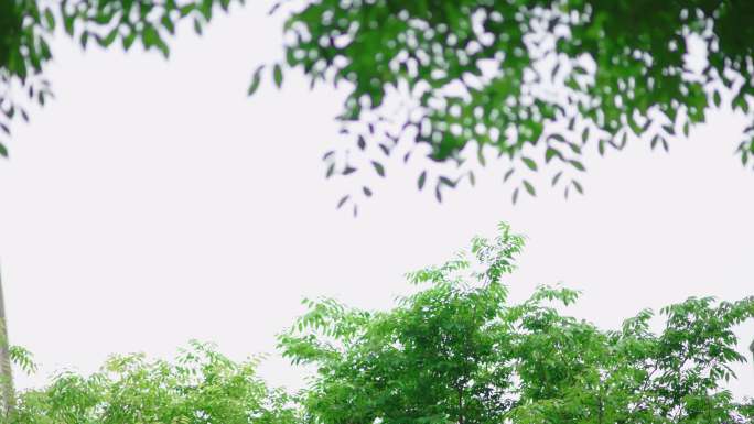 夏日树林空镜头听蝉叫树木发芽4K