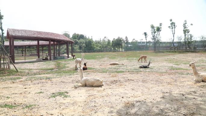 动物园羊驼