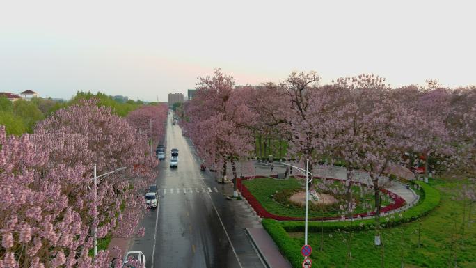 泡桐花