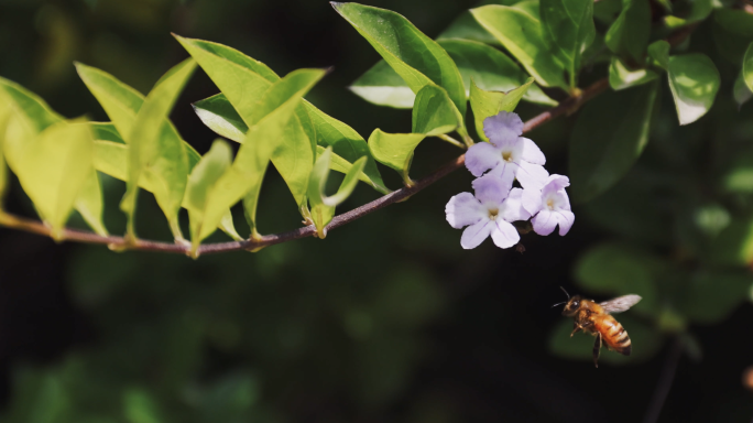 4k 蜜蜂 益虫采蜜勤劳辛勤蜂蜜花朵昆虫