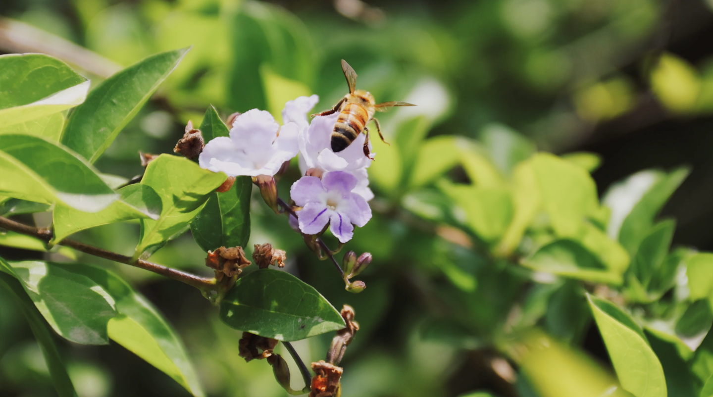 4k 蜜蜂 益虫采蜜勤劳辛勤蜂蜜花朵昆虫