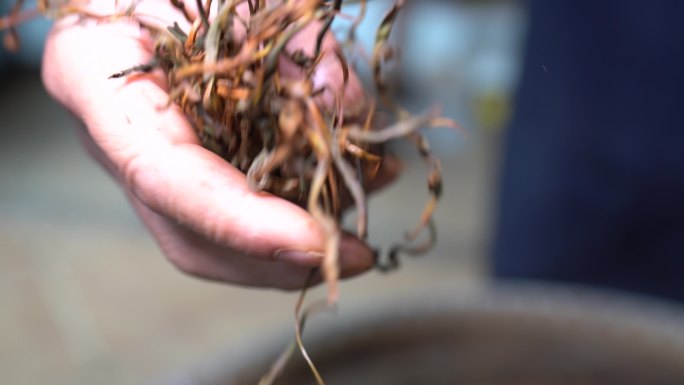 浙江绍兴红茶制作茶农手抖茶干燥发酵原素材