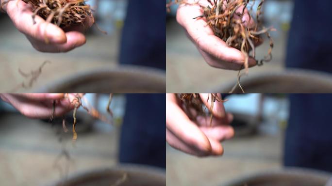 浙江绍兴红茶制作茶农手抖茶干燥发酵原素材