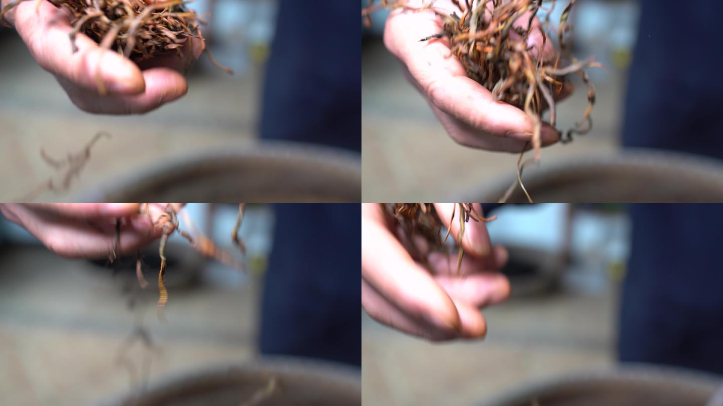 浙江绍兴红茶制作茶农手抖茶干燥发酵原素材