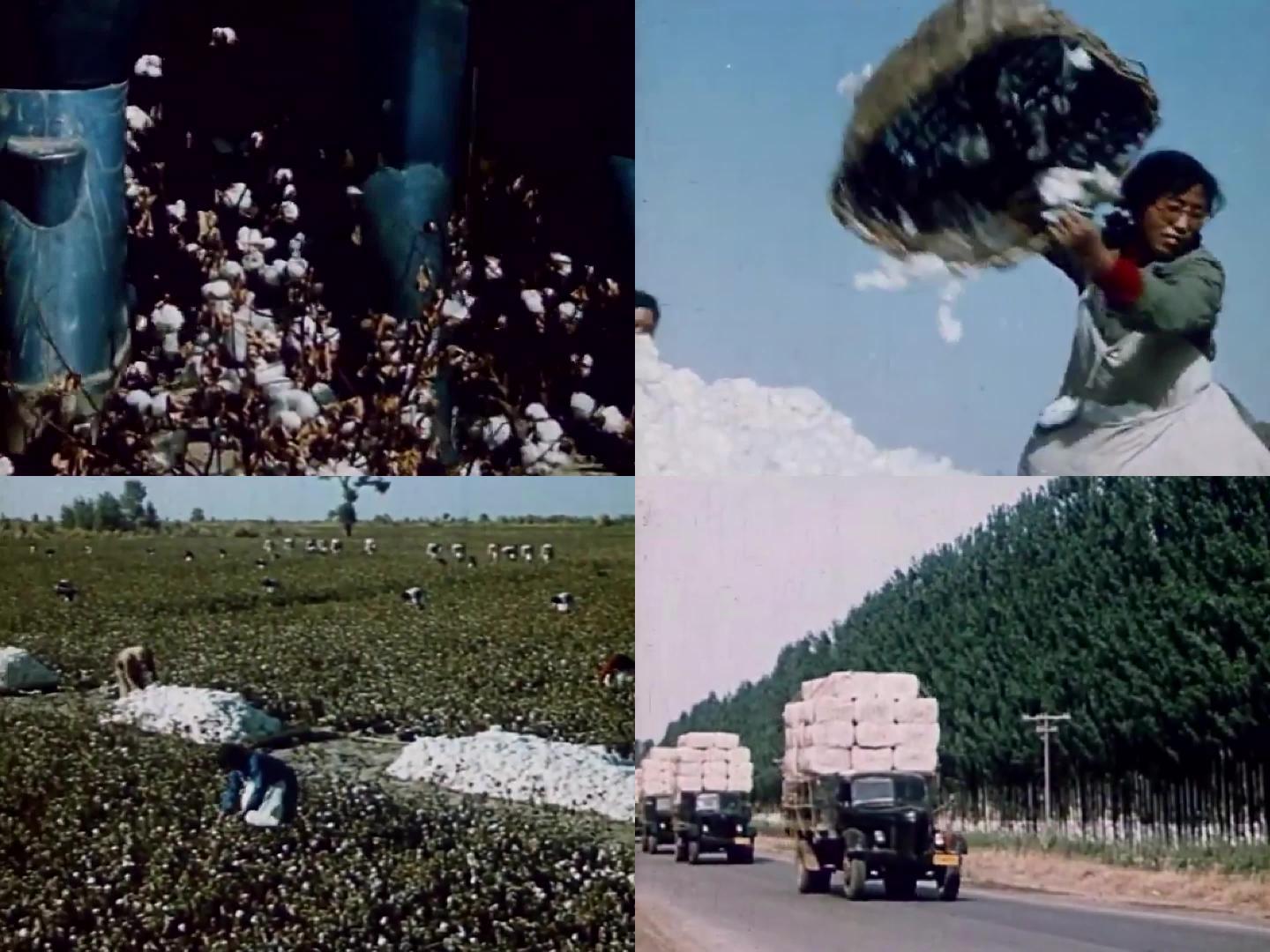 兵团建设成果 ——机械化收割棉花