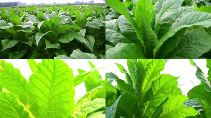 农村烟草种植 烟叶 香烟 乡村振兴产业