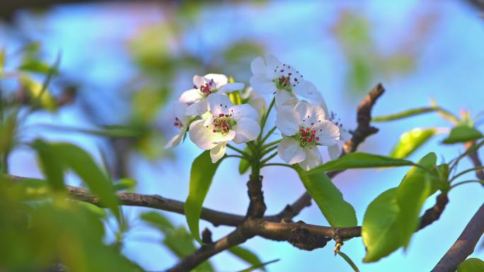 梨花 春暖花开 春分时节 春天