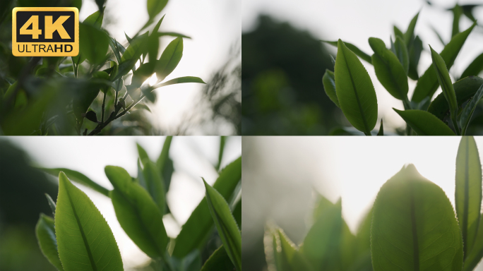 【4K】古茶新叶，茶叶光影，茶叶特写实拍