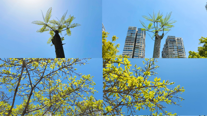 春天树木发芽抽新枝嫩绿的树叶春意盎然