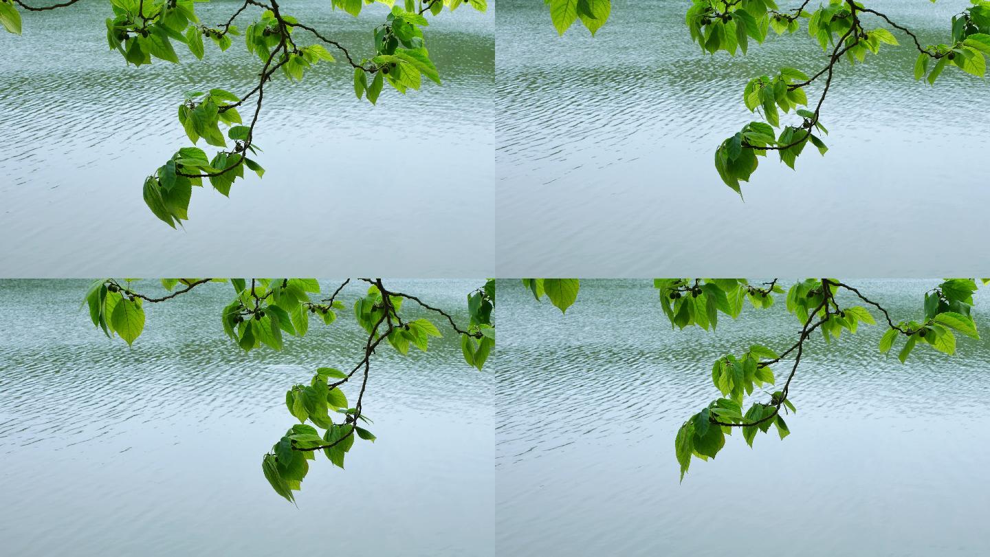湖边河边池塘边的树枝树叶