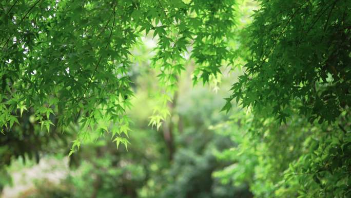 清明时节4K雨后绿枫叶红枫树特写小区绿化