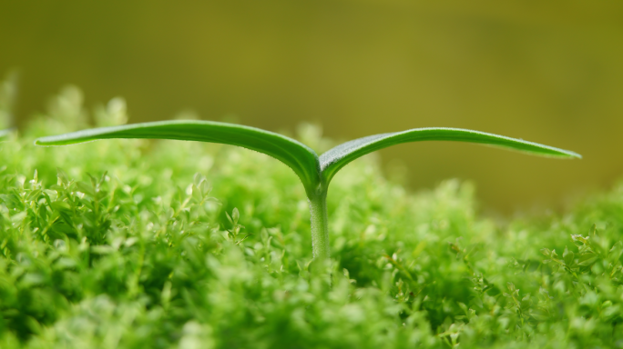 种子发芽植物绿色生长延时