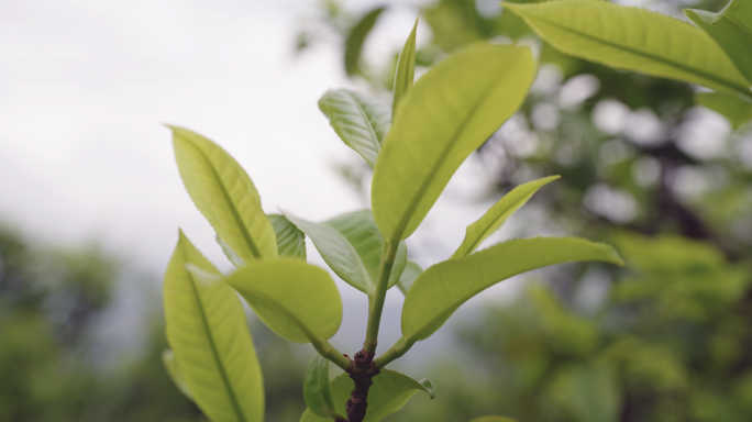 【4K】古树春茶，春茶发芽，春茶萌发实拍