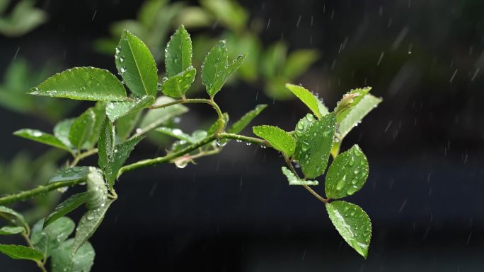 斜风细雨中腊梅树嫩叶上水珠水滴唯美视频