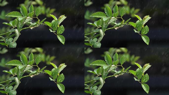 斜风细雨中腊梅树嫩叶上水珠水滴唯美视频