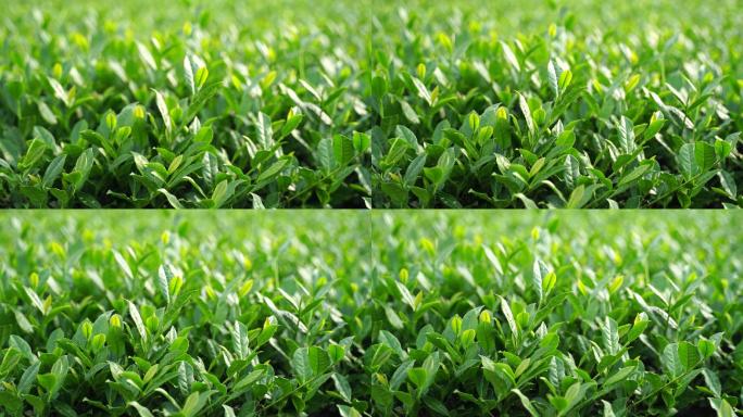 安溪茶园茶树茶叶特写绿色植物风景自然生态