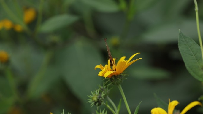 黄的野花