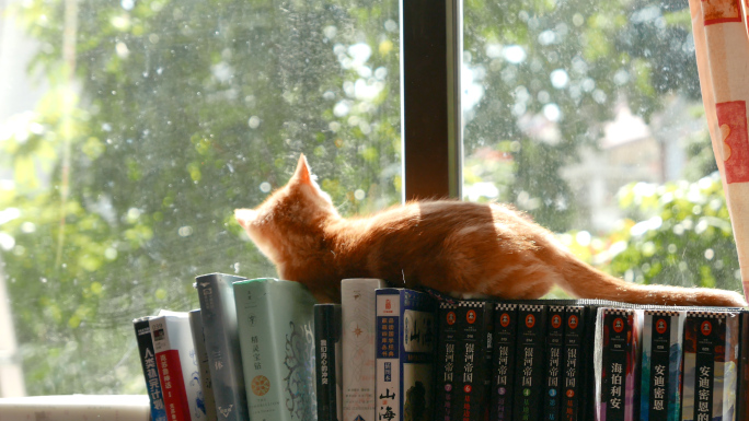 书架上的橘猫，可爱宠物小猫咪4k视频素材