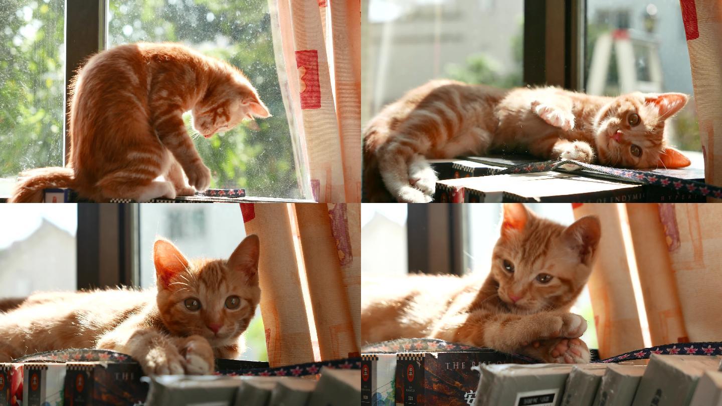 书架上的橘猫，可爱宠物小猫咪4k视频素材