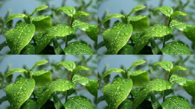 斜风细雨中腊梅树嫩叶上水珠水滴唯美视频