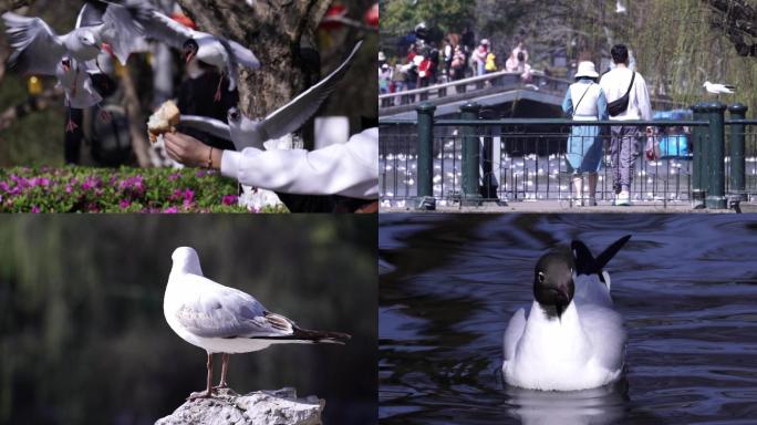 昆明翠湖公园喂海鸥