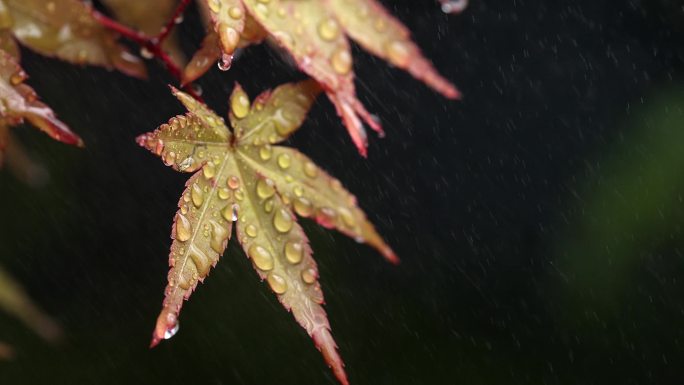 风雨中飘摇的枫树叶子写意视频