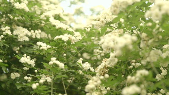 春天春日打自然 木香花小白花特写C004