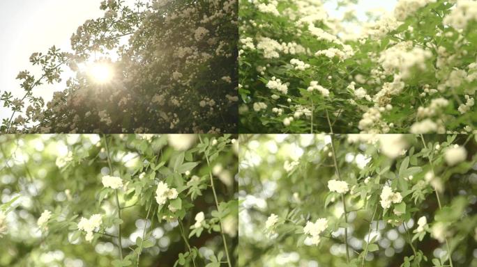 春天春日打自然 木香花小白花特写C004