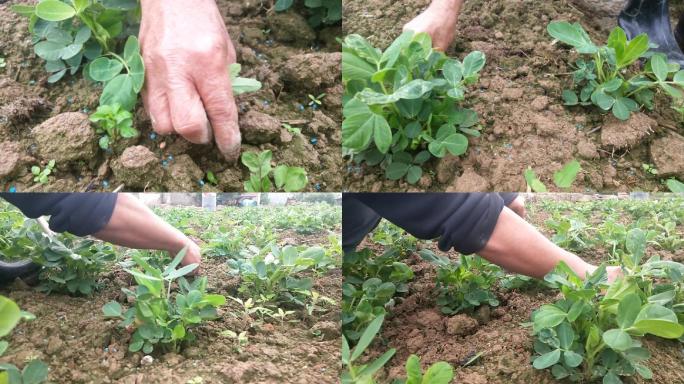 田间除草用手除杂草手除野草农民粗手