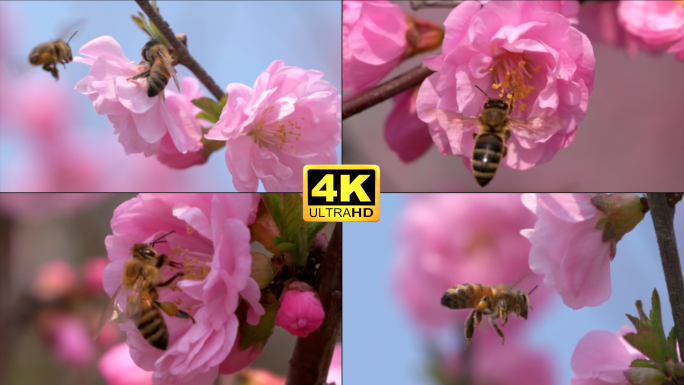 桃花盛开 蜜蜂授粉 蜜蜂采蜜