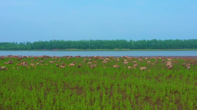 麋鹿 大自然 生态 动物 绿水 青山