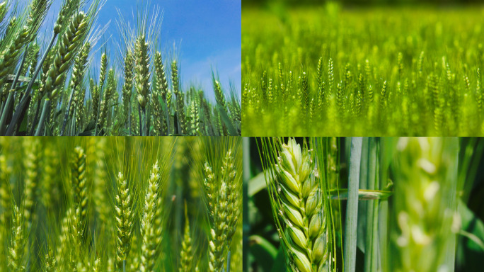 丰收小麦麦穗麦田农业绿色田野