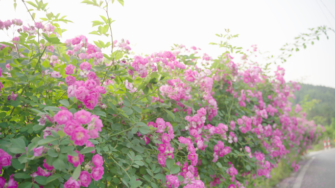 花海蔷薇花 春天鲜花盛开