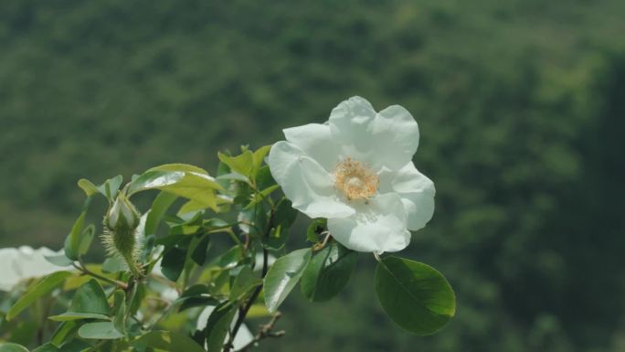 春天山花景象一组