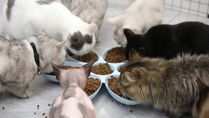 猫咪 猫咪吃饭 猫咖 撸猫 猫