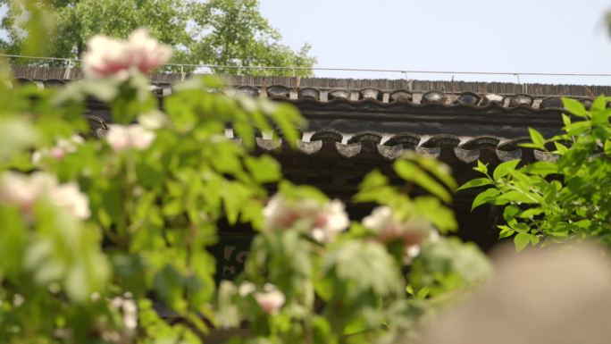 园林内部小花园粉白芍药芍药花特写C004