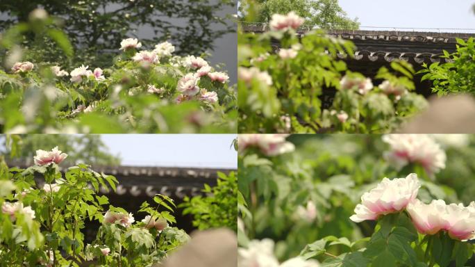 园林内部小花园粉白芍药芍药花特写C004