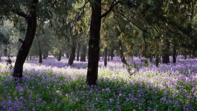 春天天坛公园古树林间盛开的紫色二月兰