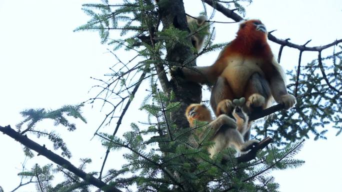 金丝猴坐在树枝上