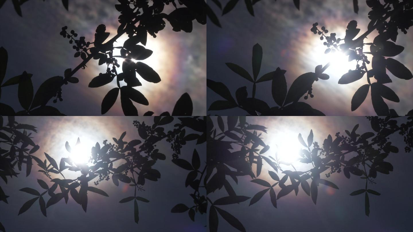 花椒树树叶逆光剪影空镜意境A017
